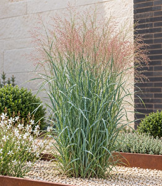 Panicum virgatum ‘Prairie Sky’